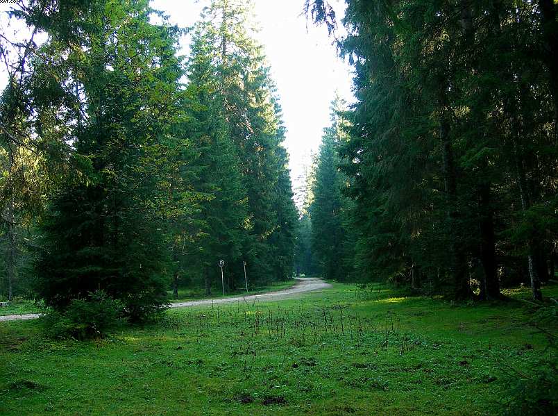 La foresta subalpina di Les breuleux  (CH)